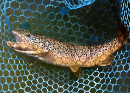 ナイスサイズ連発！ ～岡崎トラウトポンド～…